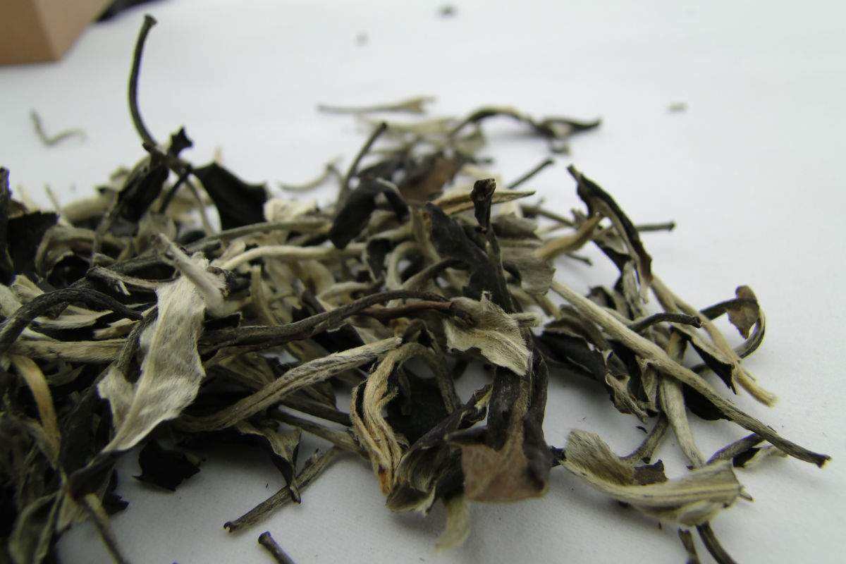 月光白和福鼎白茶究竟哪個好？