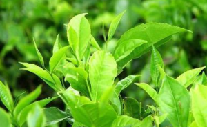 茶葉中的微量元素預(yù)防高血壓