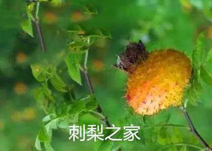 刺梨的功效與作用有哪些？