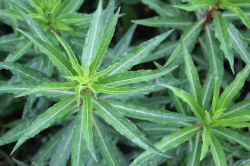 趕黃草整珠