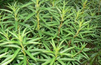 趕黃草