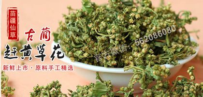 趕黃草能不能每天喝
