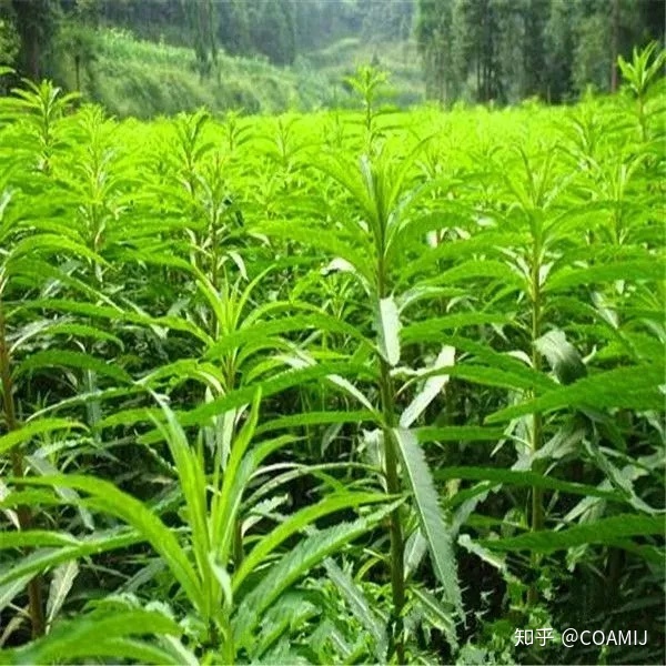 趕黃草的功效具有減輕肝損傷的作用