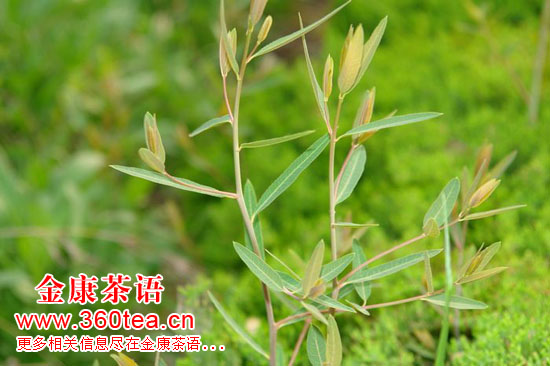 羅布麻嫩葉圖片