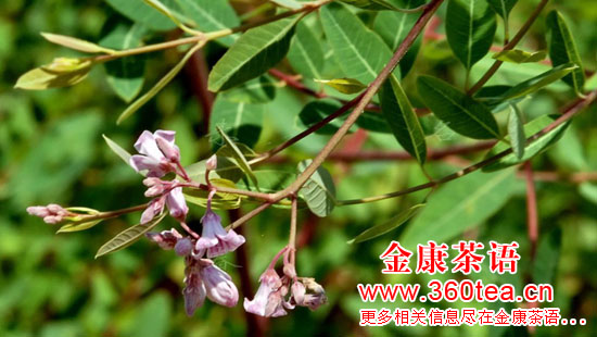 羅布麻花朵圖片