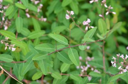 羅布麻茶為什么頭茬嫩葉降血壓效果最好？
