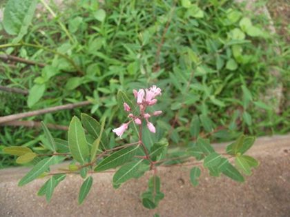 羅布麻茶能降血壓嗎？羅布麻茶是否真實有效？