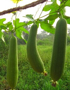 前列腺炎怎么調(diào)理,盤(pán)點(diǎn)前列腺炎的食療偏方