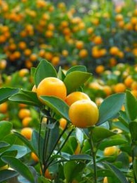 乳腺增生調(diào)理方法,中醫(yī)食療偏方巧治增生