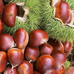 口腔潰瘍的調(diào)理方法,口腔潰瘍吃什么好?