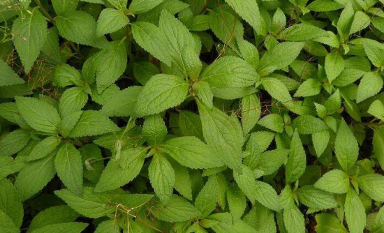溪黃草的功效與作用，溪黃草能經(jīng)常泡水喝嗎？