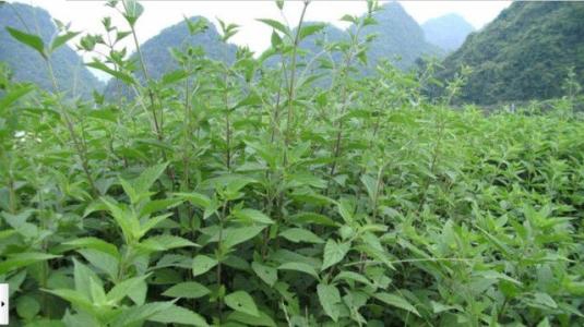 溪黃草的功效與作用，溪黃草能經(jīng)常泡水喝嗎？