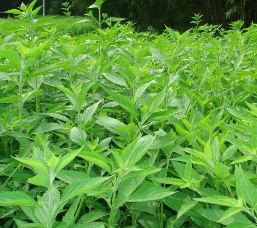溪黃草的功效與作用，溪黃草能經(jīng)常泡水喝嗎？