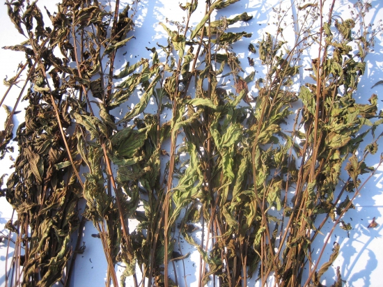 溪黃草的功效與作用，溪黃草能經(jīng)常泡水喝嗎？
