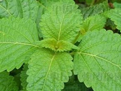 溪黃草的功效與作用，溪黃草能經(jīng)常泡水喝嗎？