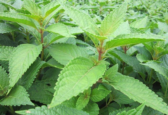 溪黃草的功效與作用，溪黃草能經(jīng)常泡水喝嗎？