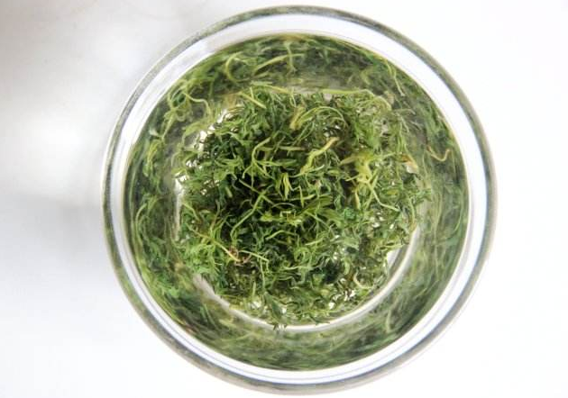 茵陳茶 2