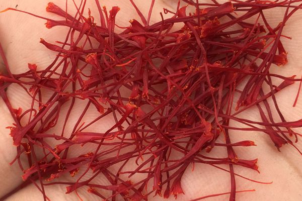 藏紅花泡水喝的功效是什么